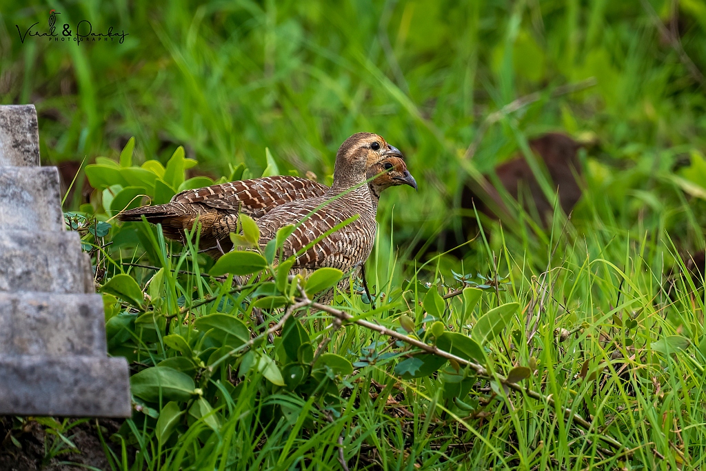 Grey Francolin